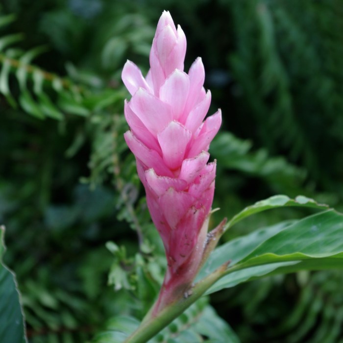 Pink flowering ginger plant