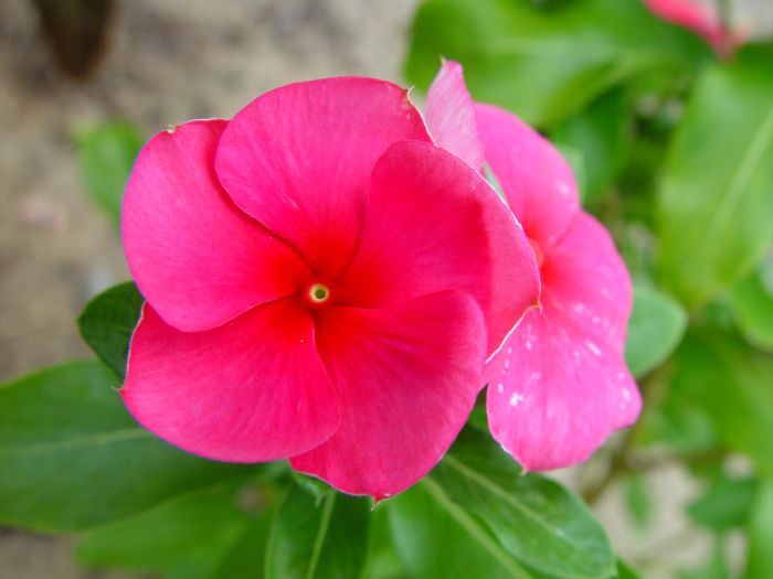 Plant with pink flowers