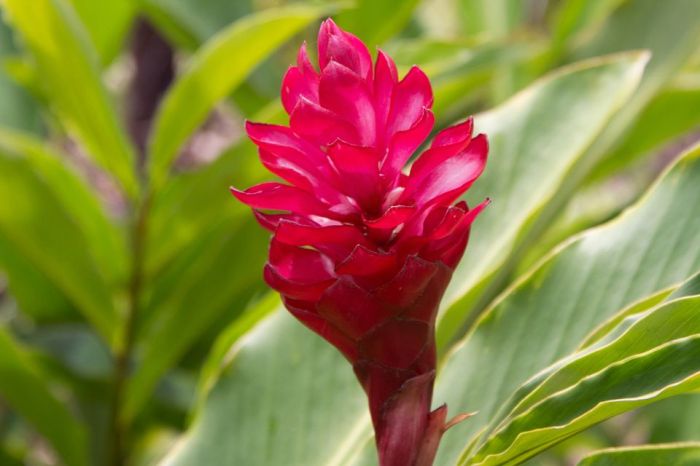 Pink flowering ginger plant