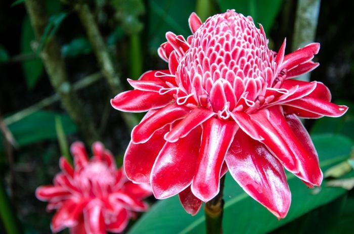 Ginger pink flowers tropical paradise birds shop