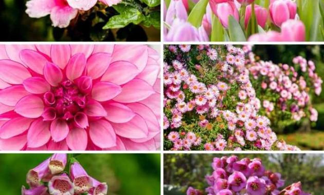 Plant with Pink Flowers A Gardeners Guide